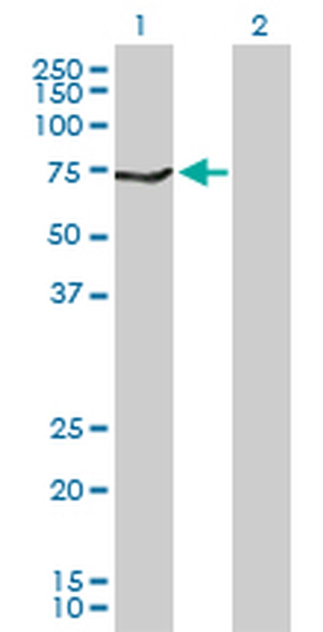 MAOB Antibody in Western Blot (WB)