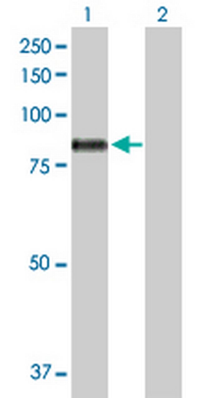 MARK3 Antibody in Western Blot (WB)