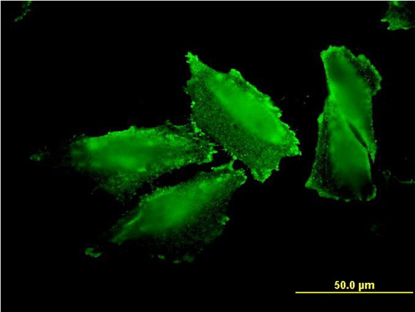 MARS Antibody in Immunocytochemistry (ICC/IF)