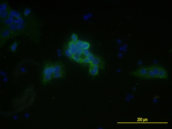 MCAM Antibody in Immunocytochemistry (ICC/IF)