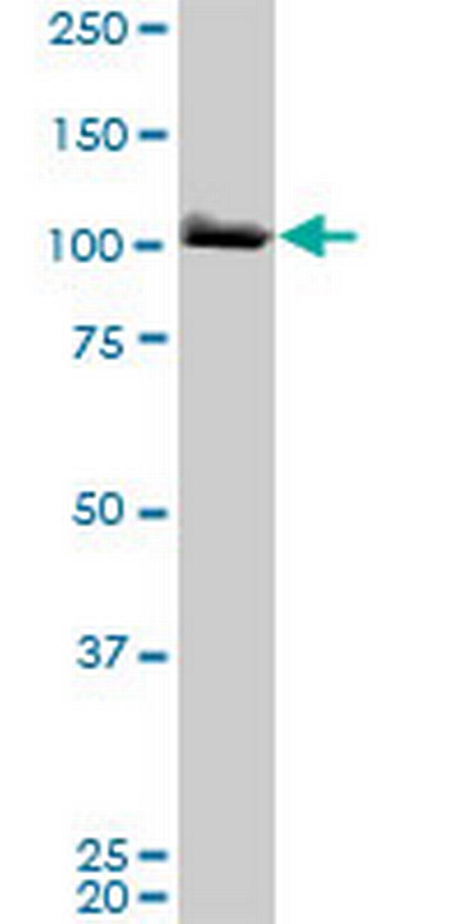 MCM3 Antibody in Western Blot (WB)
