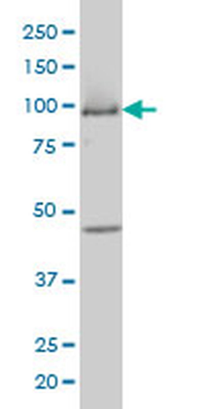 MCM3 Antibody in Western Blot (WB)