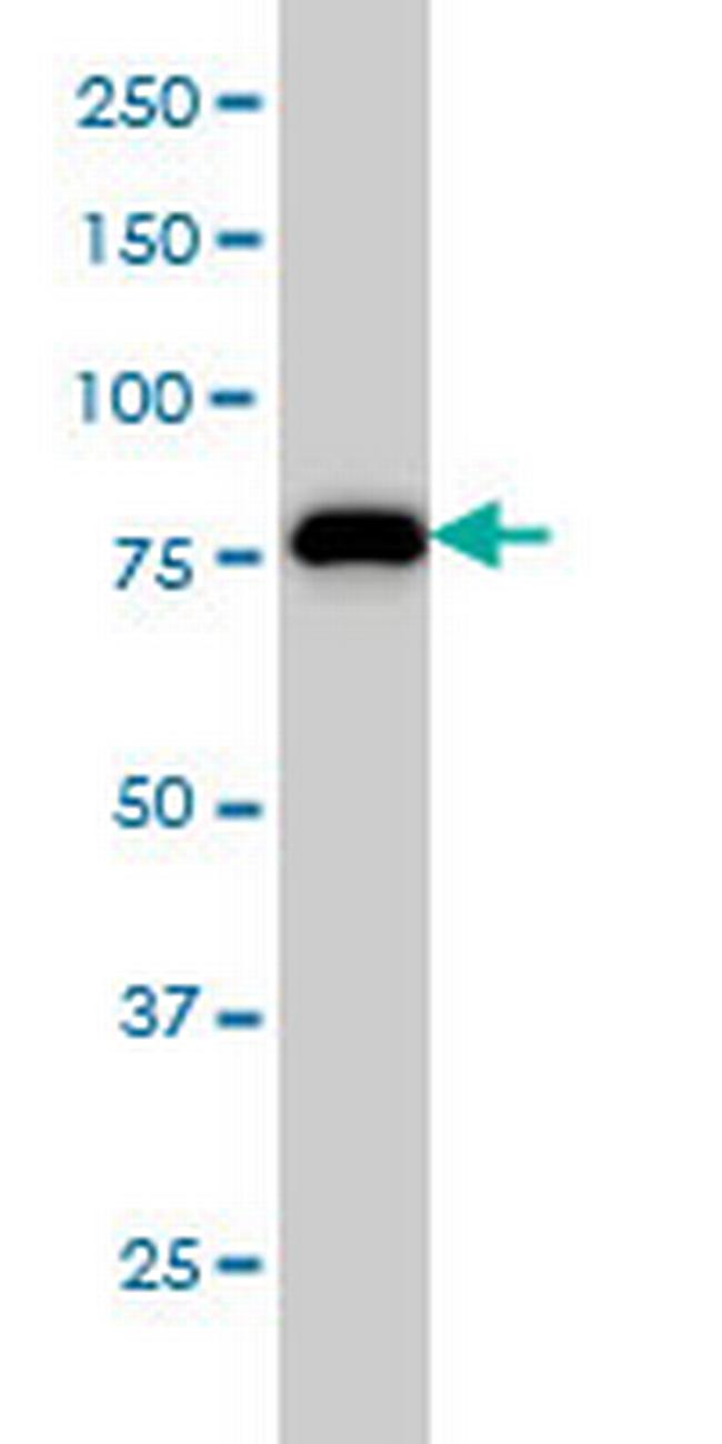 MCM7 Antibody in Western Blot (WB)