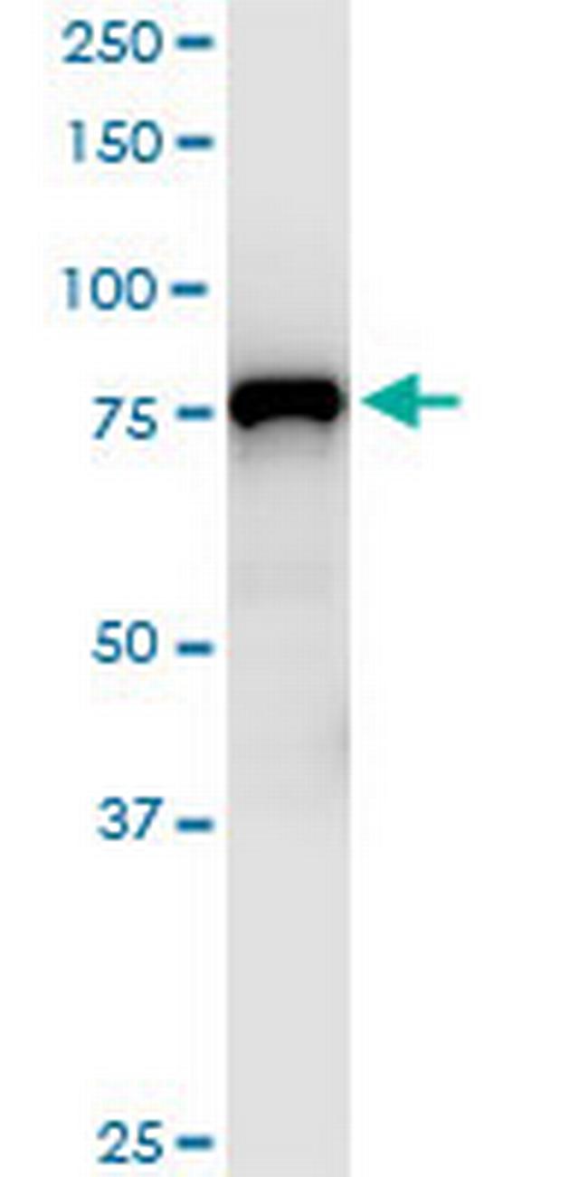 MCM7 Antibody in Western Blot (WB)