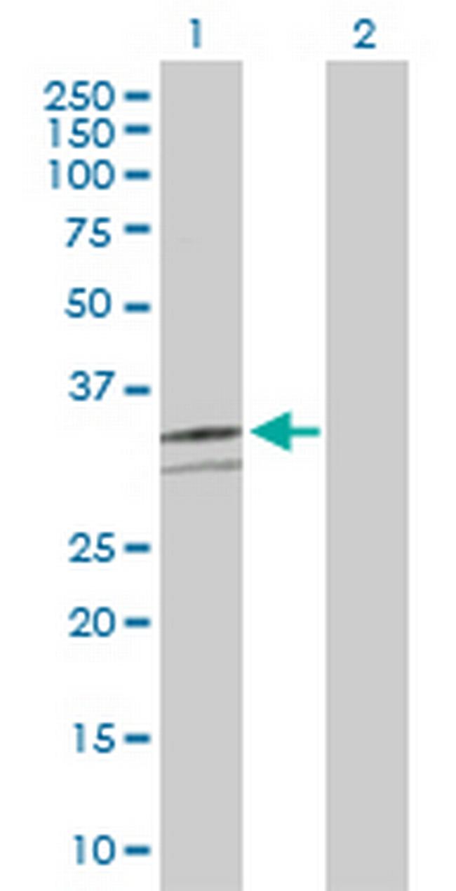 CD46 Antibody in Western Blot (WB)