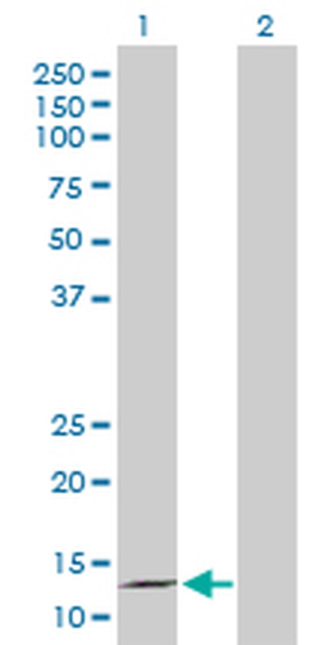 MDK Antibody in Western Blot (WB)