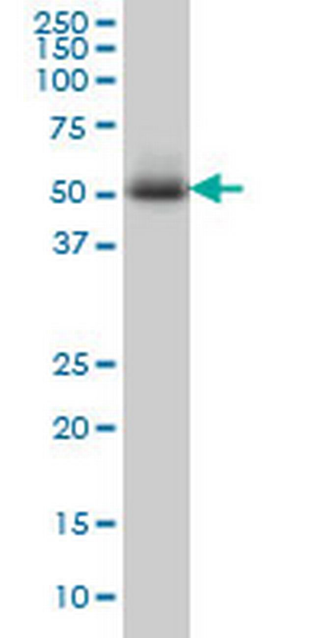 MEF2A Antibody in Western Blot (WB)