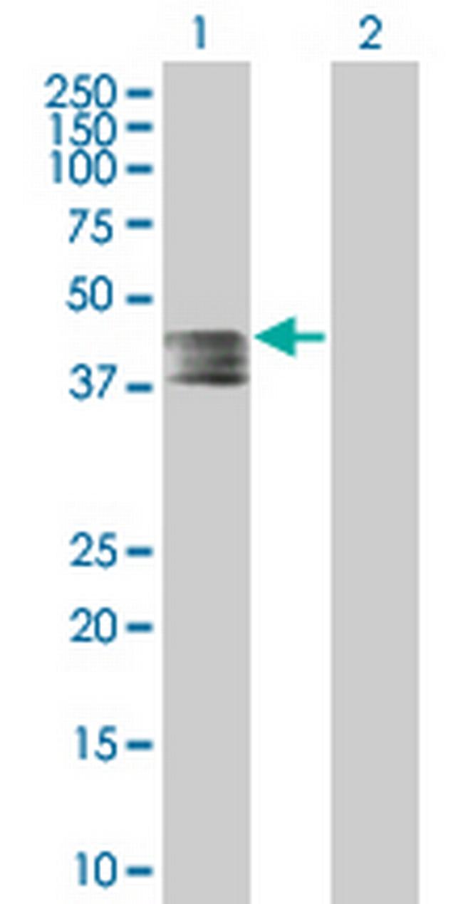 MFAP3 Antibody in Western Blot (WB)