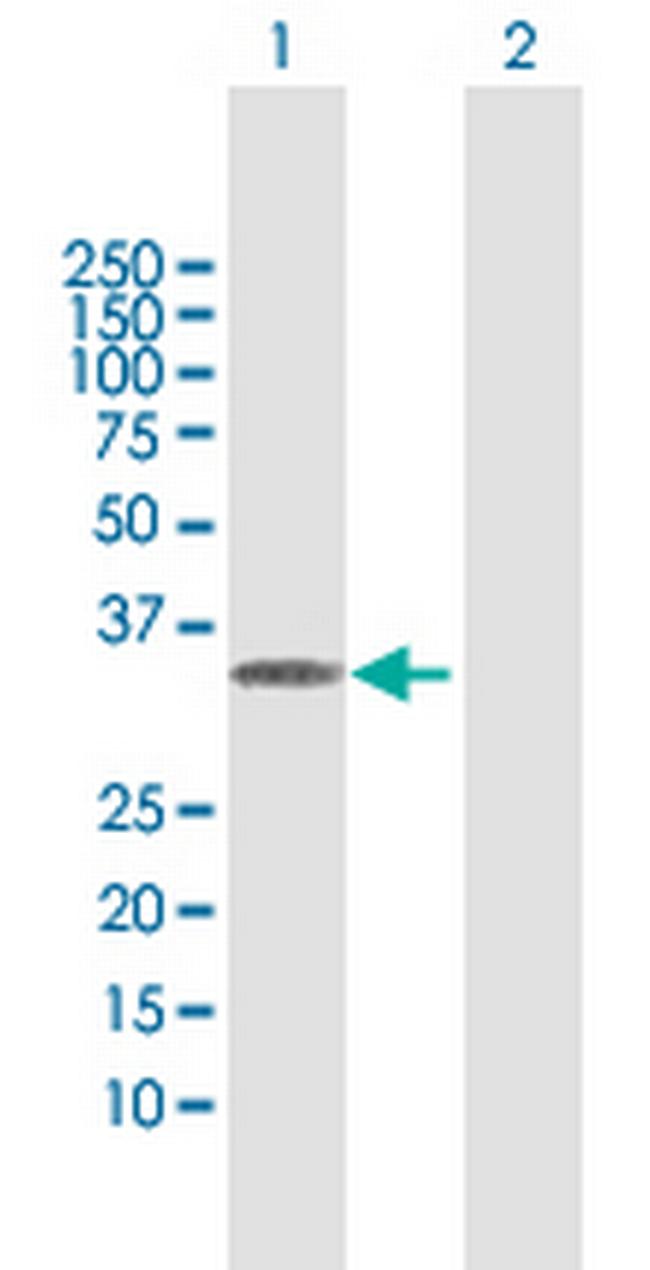 MLF1 Antibody in Western Blot (WB)