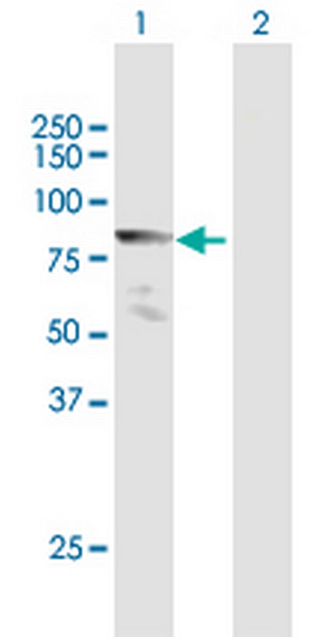 MLLT1 Antibody in Western Blot (WB)