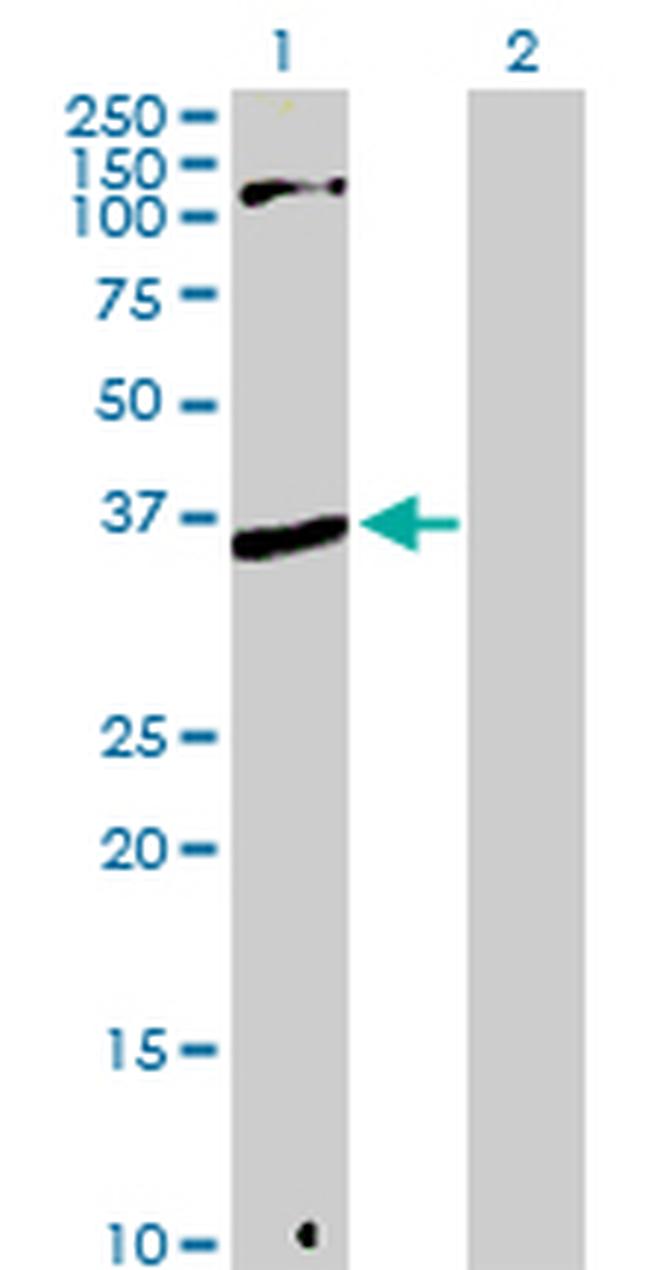 MPG Antibody in Western Blot (WB)