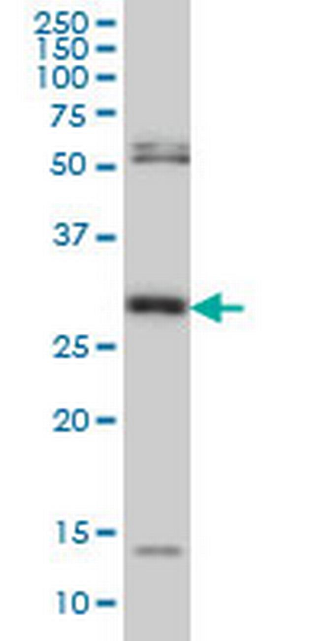 MPG Antibody in Western Blot (WB)