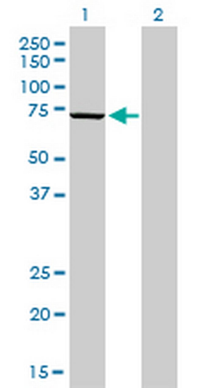 MPP3 Antibody in Western Blot (WB)