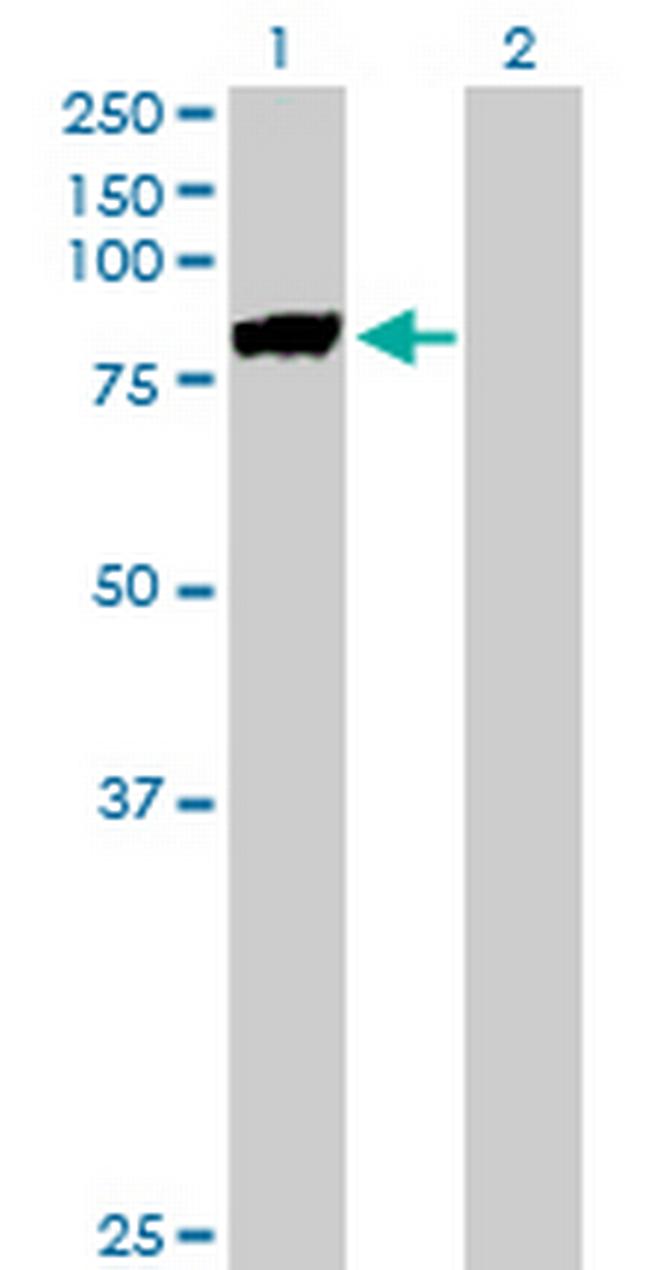 MST1 Antibody in Western Blot (WB)