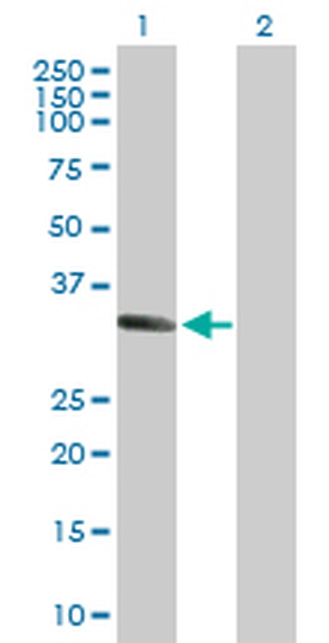 MSX1 Antibody in Western Blot (WB)