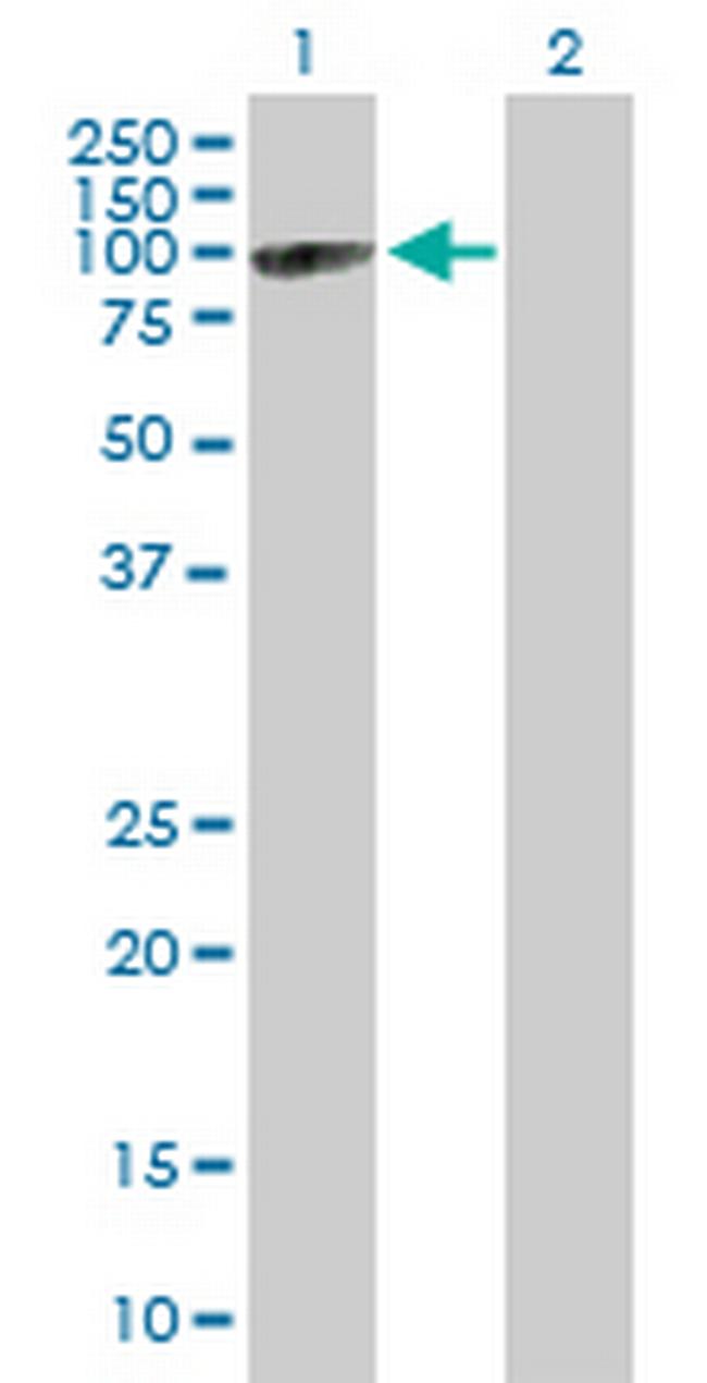 MX2 Antibody in Western Blot (WB)