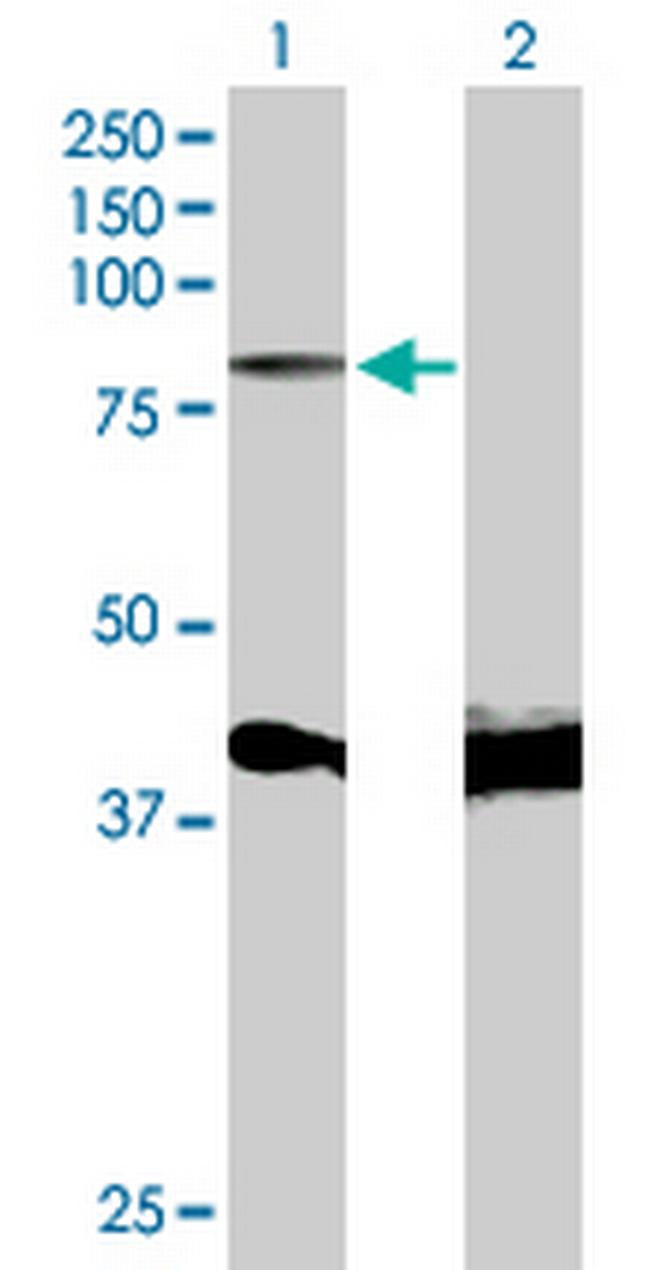 MYB Antibody in Western Blot (WB)