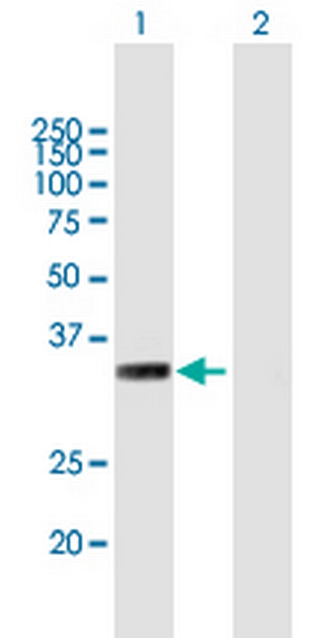 MYF6 Antibody in Western Blot (WB)