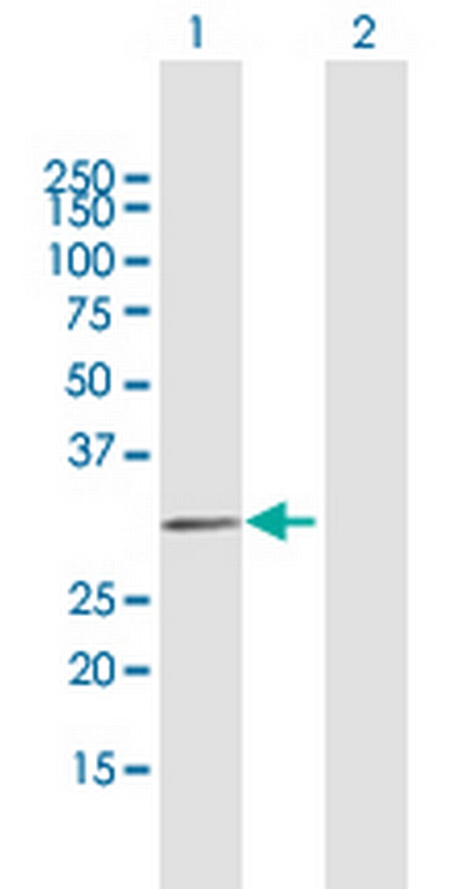 MYF6 Antibody in Western Blot (WB)