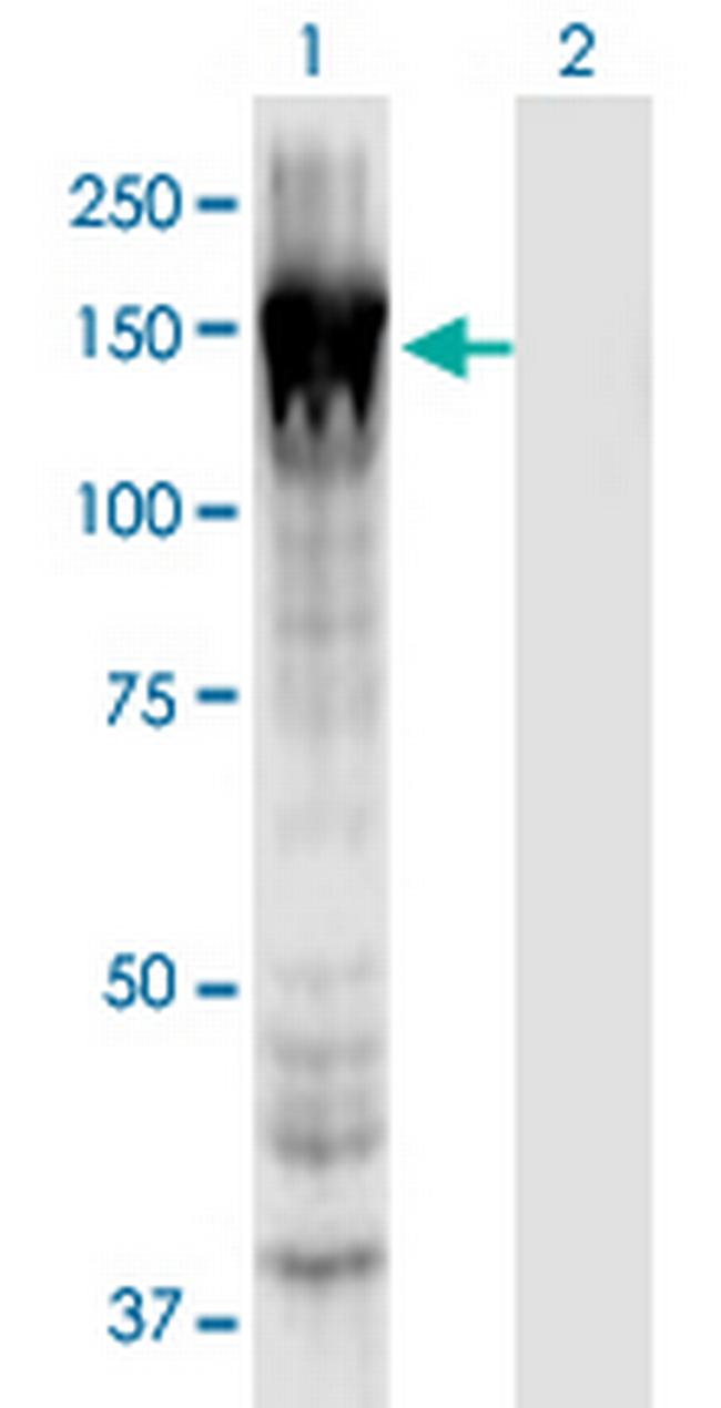 MYO1E Antibody in Western Blot (WB)