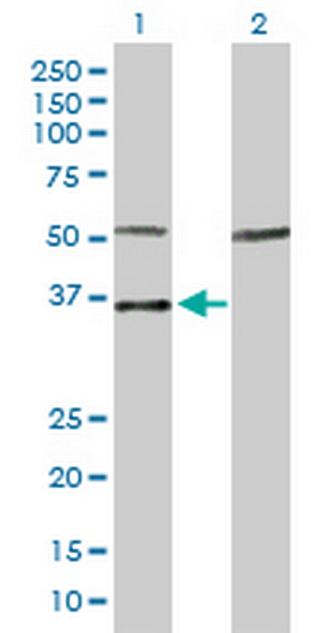 MYOG Antibody in Western Blot (WB)