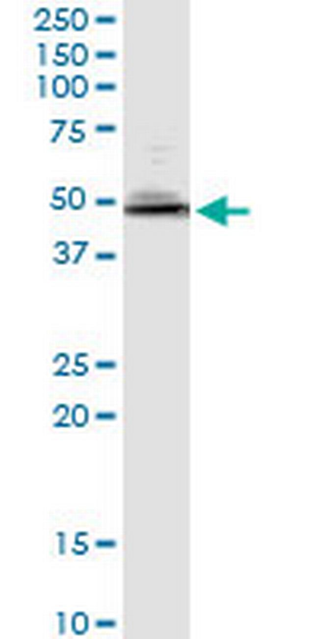 NAP1L1 Antibody in Western Blot (WB)