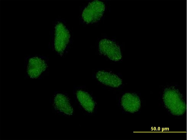 NAP1L3 Antibody in Immunocytochemistry (ICC/IF)