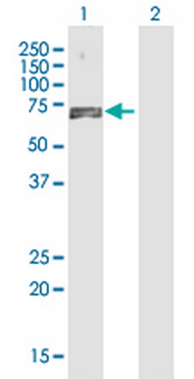 NAP1L3 Antibody in Western Blot (WB)