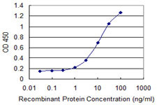 NBN Antibody in ELISA (ELISA)
