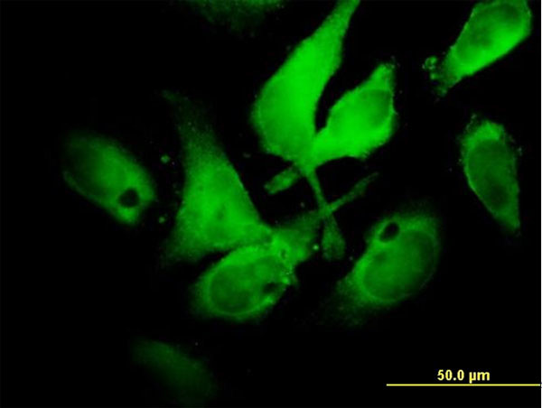 NCF2 Antibody in Immunocytochemistry (ICC/IF)