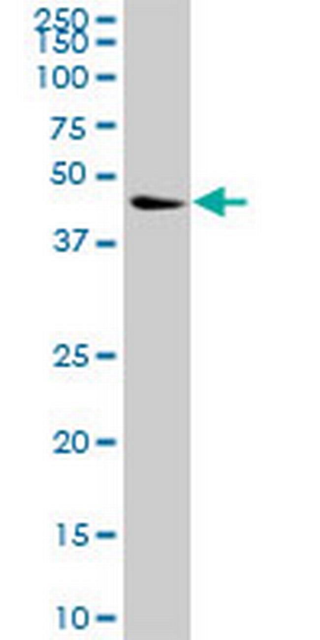 NCK1 Antibody in Western Blot (WB)