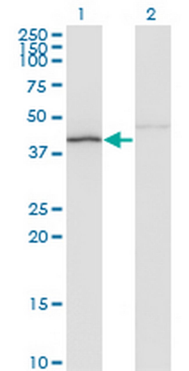 NDN Antibody in Western Blot (WB)