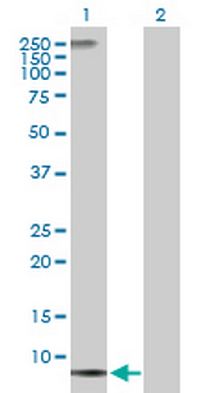 NDUFA1 Antibody in Western Blot (WB)