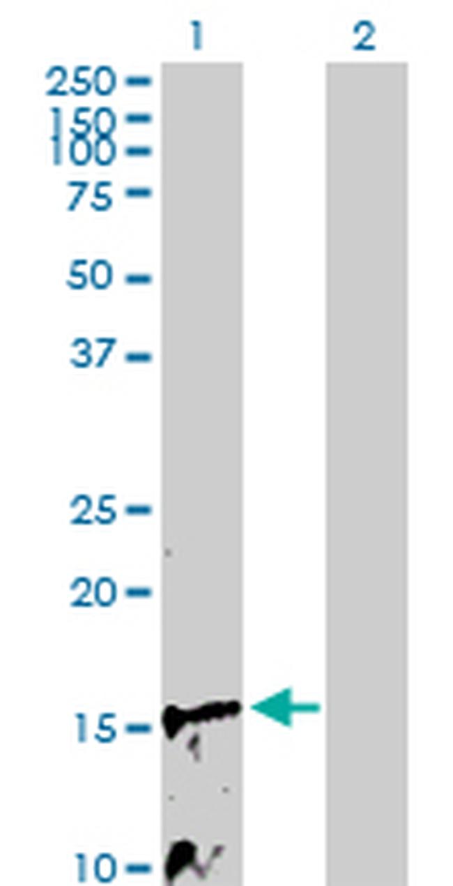 NDUFB3 Antibody in Western Blot (WB)
