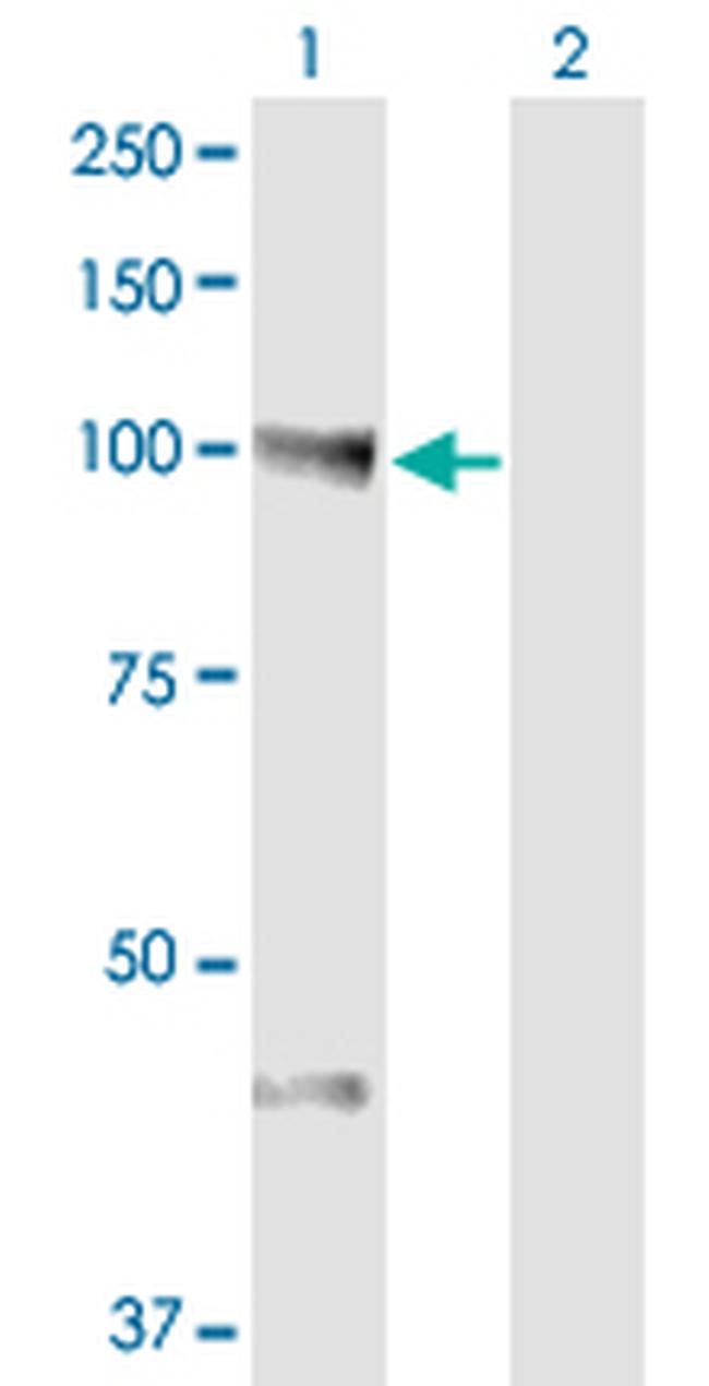 NEDD9 Antibody in Western Blot (WB)
