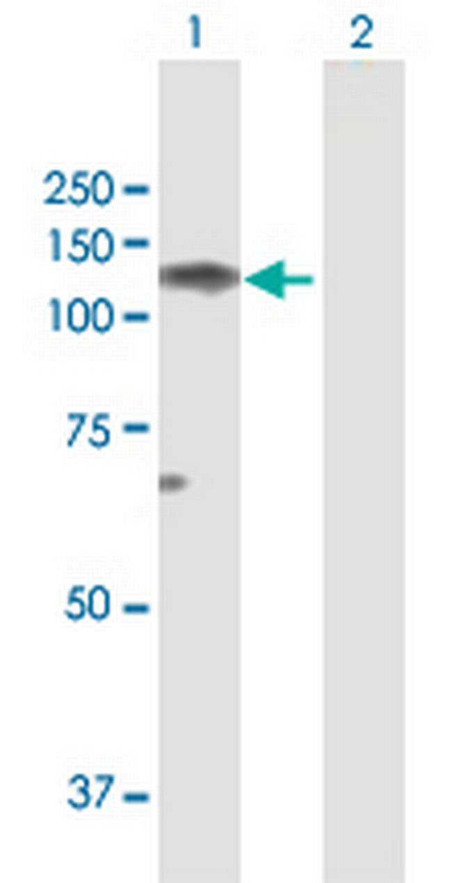 NELL1 Antibody in Western Blot (WB)