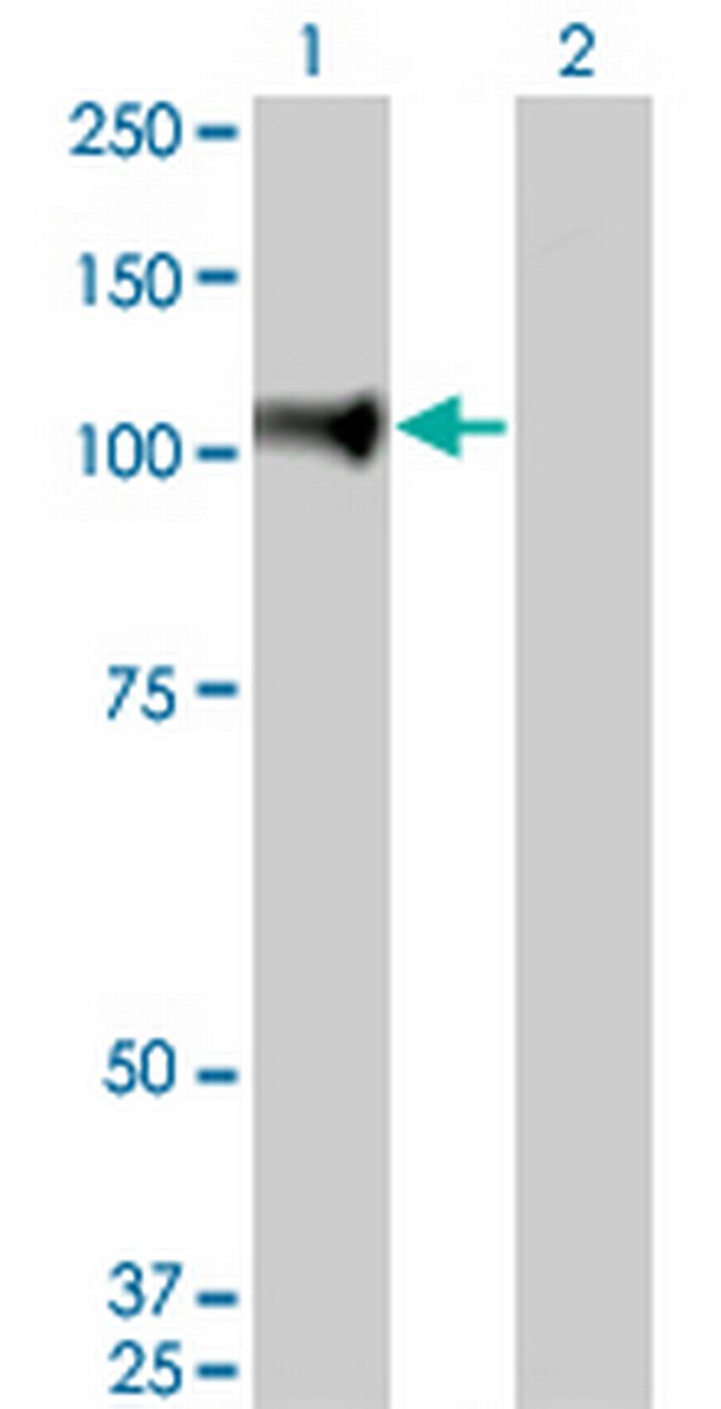 NELL1 Antibody in Western Blot (WB)