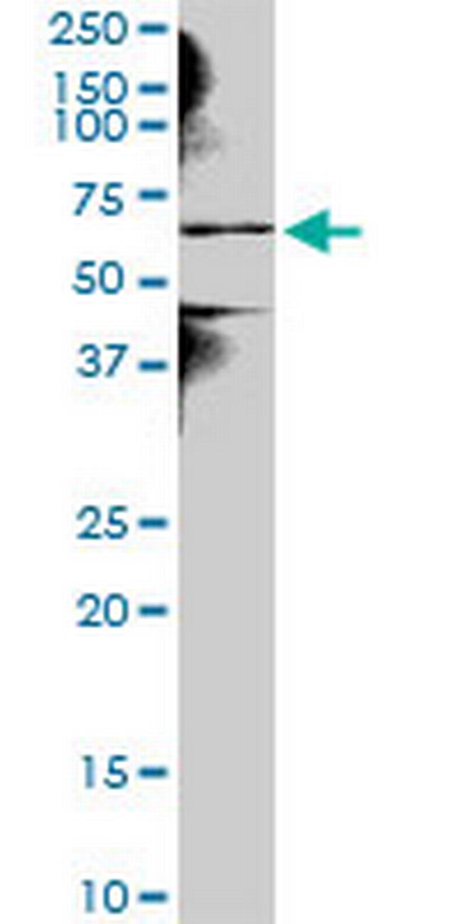 NEK3 Antibody in Western Blot (WB)
