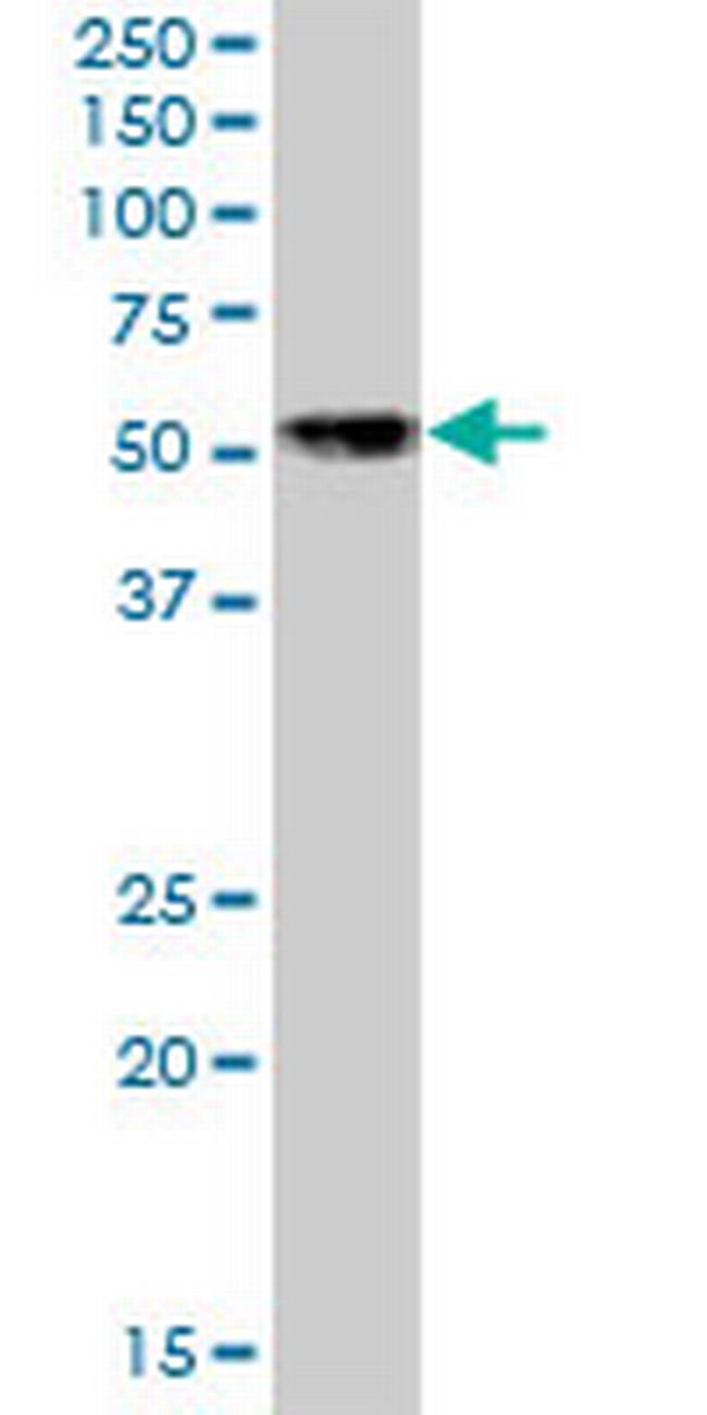 NFIB Antibody in Western Blot (WB)