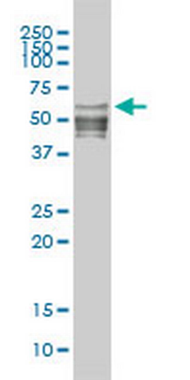 NFIC Antibody in Western Blot (WB)