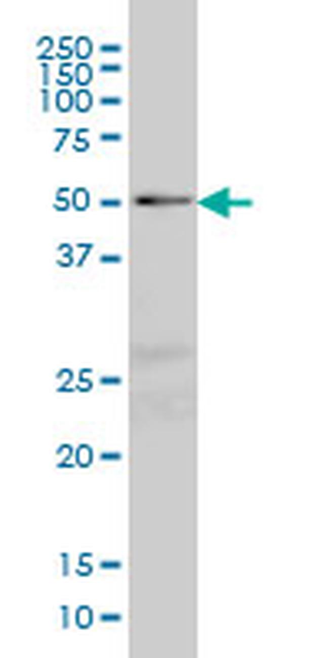 NFIC Antibody in Western Blot (WB)