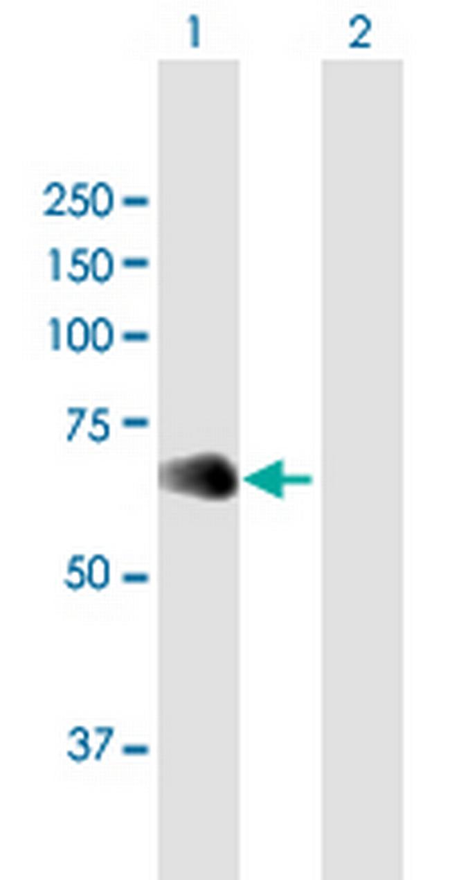 NFIL3 Antibody in Western Blot (WB)