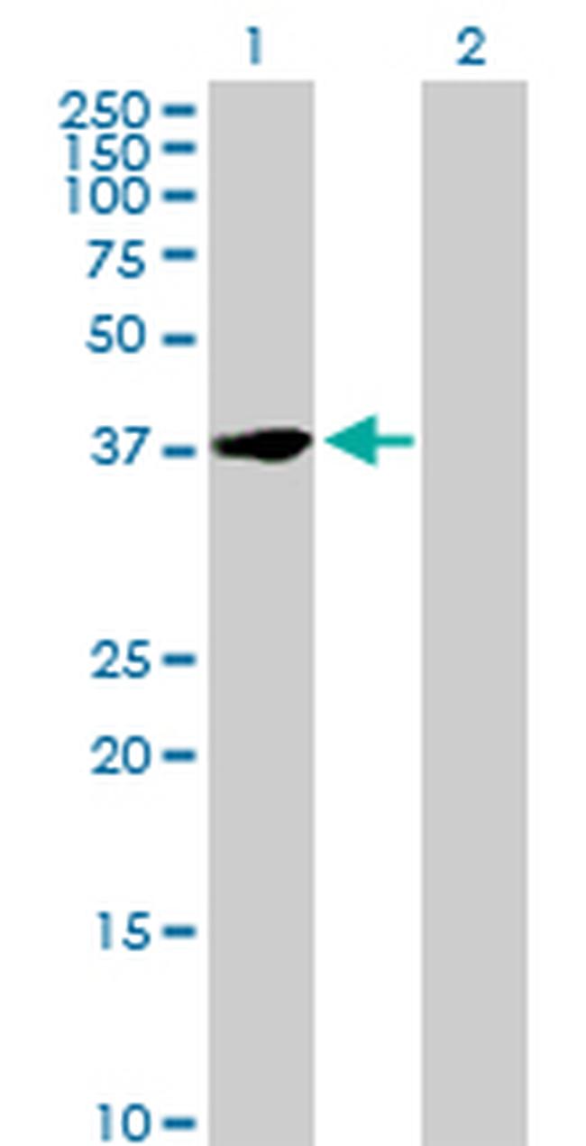 NFYC Antibody in Western Blot (WB)