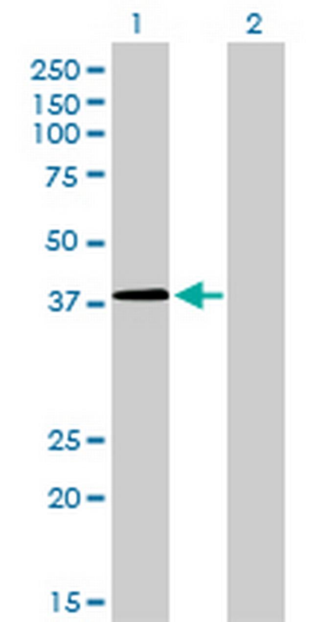 NFYC Antibody in Western Blot (WB)
