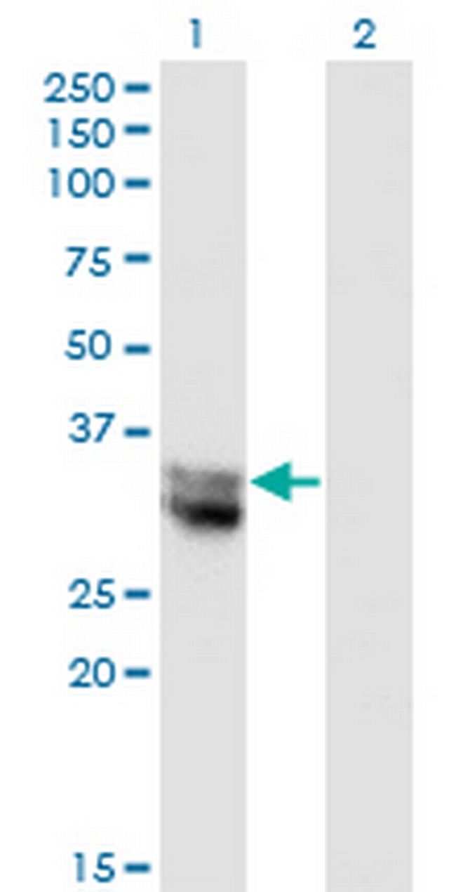 NIT1 Antibody in Western Blot (WB)