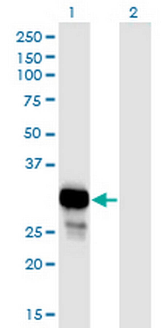 NP Antibody in Western Blot (WB)