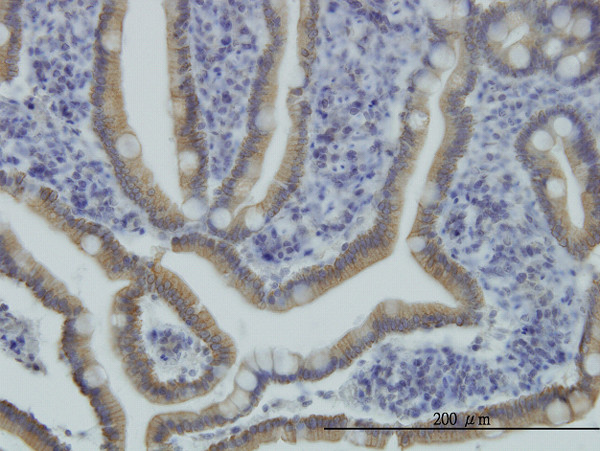 NPR2 Antibody in Immunohistochemistry (Paraffin) (IHC (P))