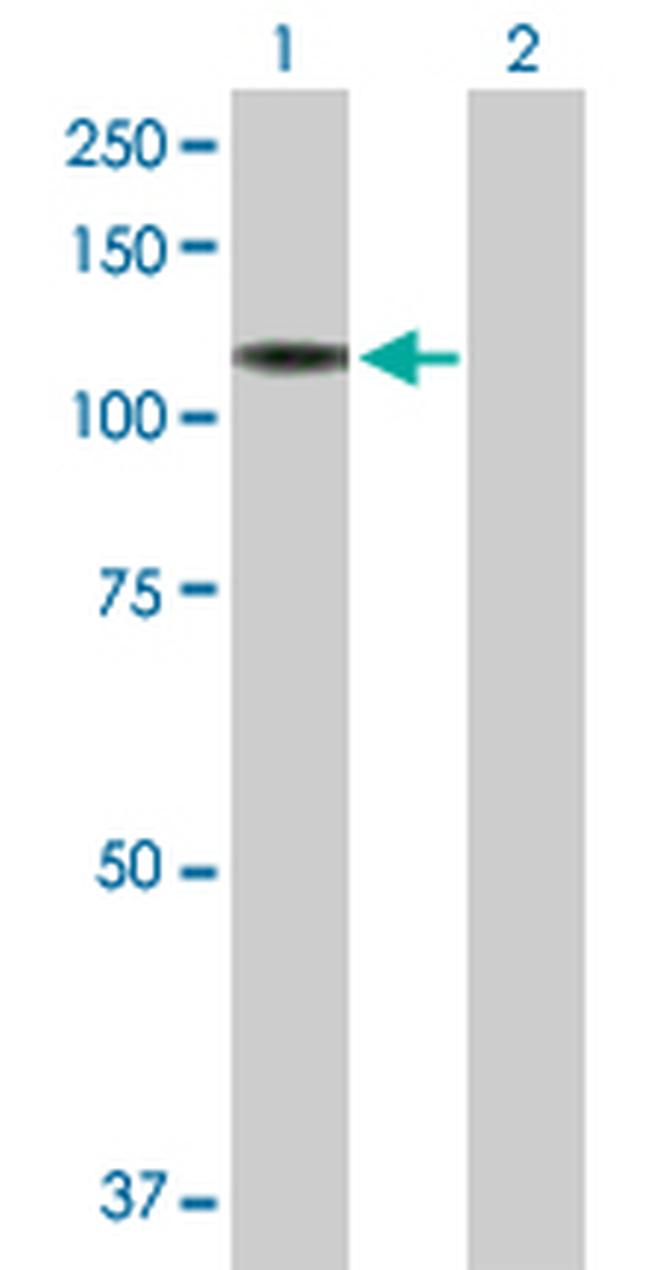 NRCAM Antibody in Western Blot (WB)