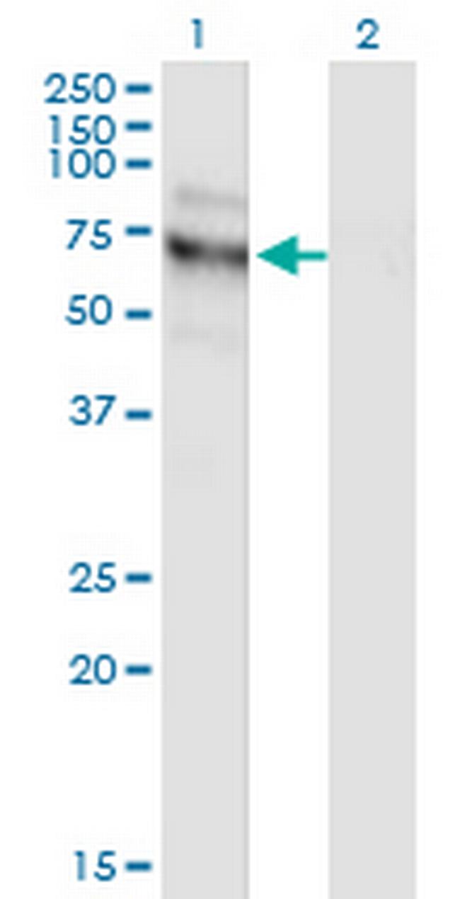 NVL Antibody in Western Blot (WB)