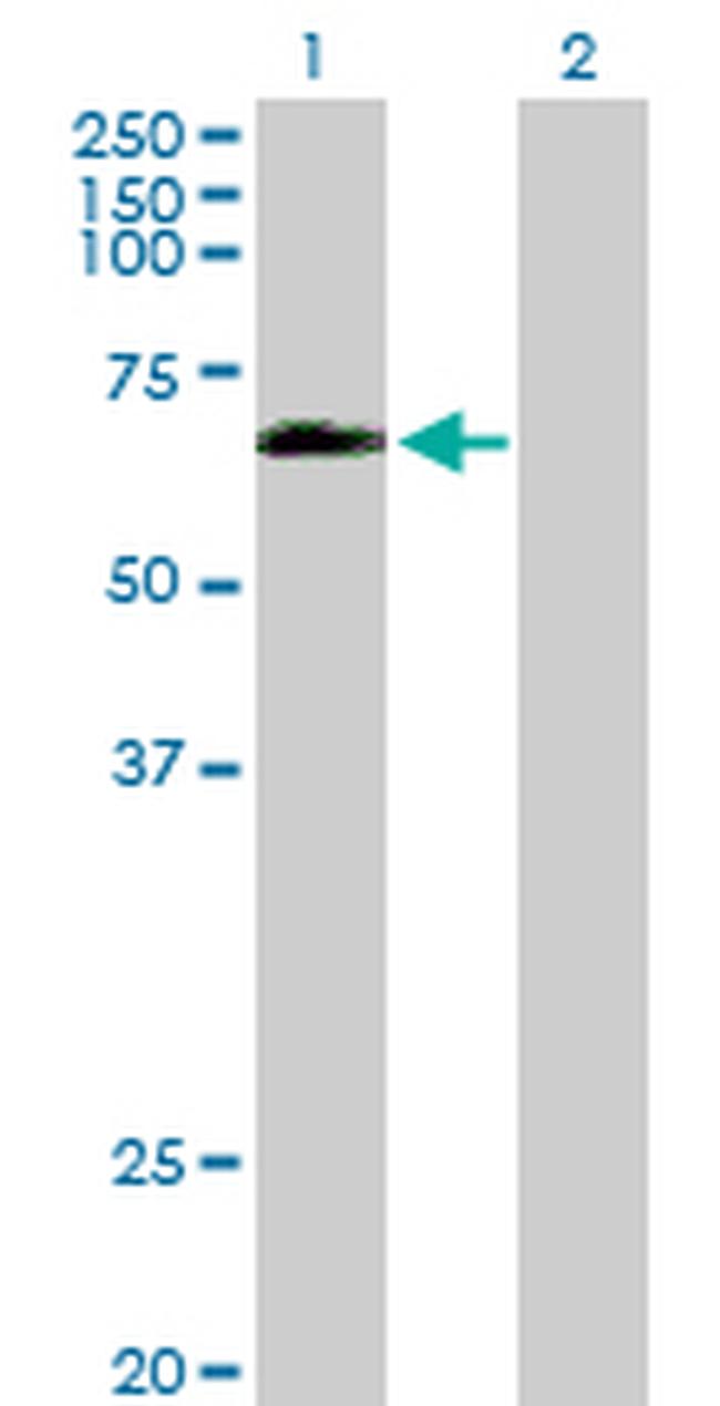 OCLN Antibody in Western Blot (WB)
